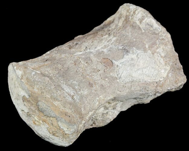 Mosasaur (Platecarpus) Dorsal Vertebrae - Kansas #54519